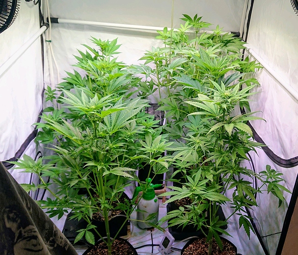 obscura1604344035557