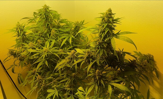 Growreport Bild 16