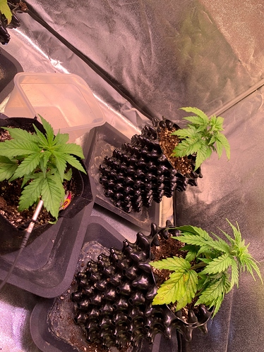 Growreport Bild 9