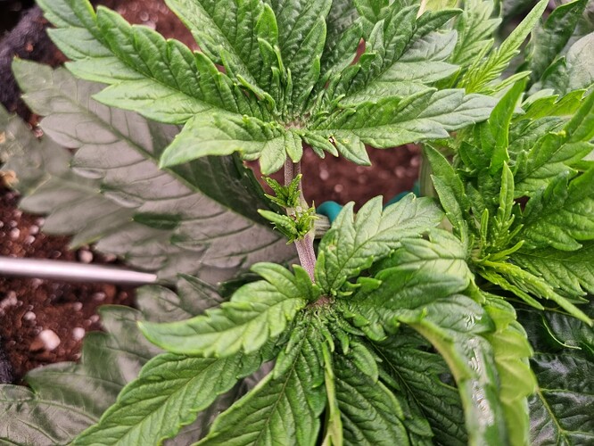 Growreport Bild 4