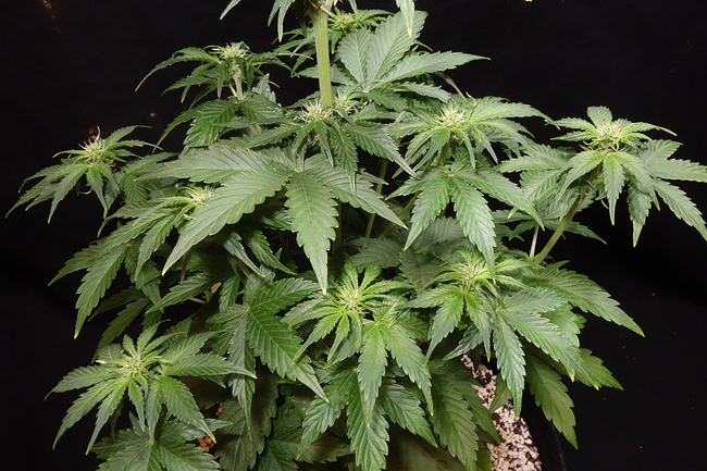 Growreport Bild 37