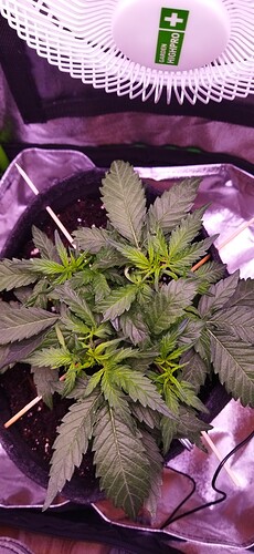 Growreport Bild 51