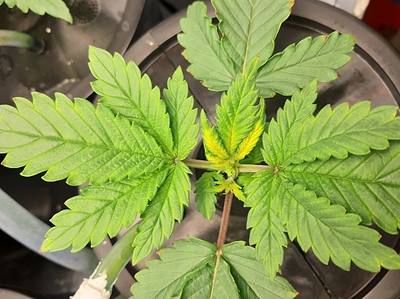 Growreport Bild 3