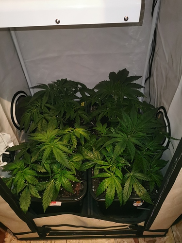 Growreport Bild 1