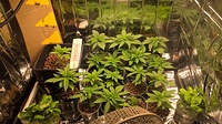 Growreport Bild 13