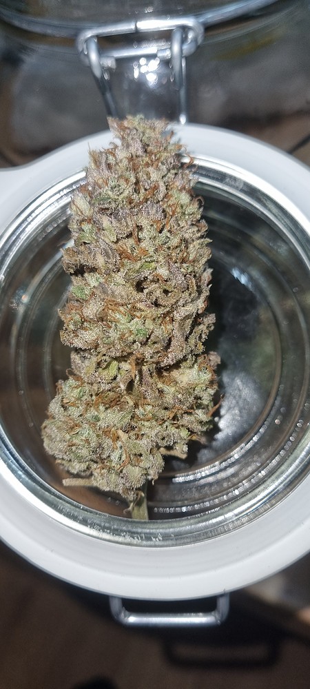 Blue Gelato 41 & Biscotti Mintz Barney Farms