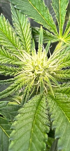 Growreport Bild 9