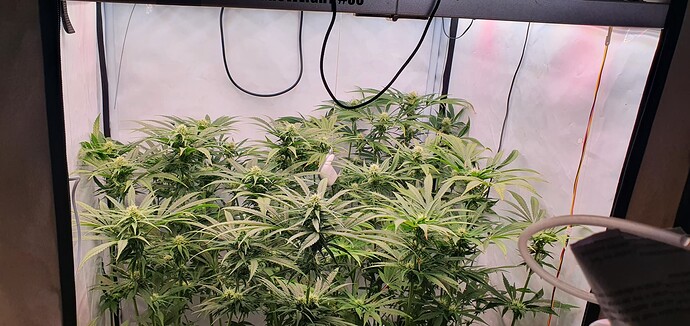 Growreport Bild 1