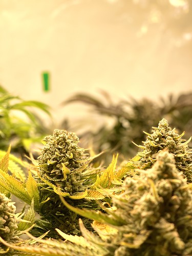 Growreport Bild 10