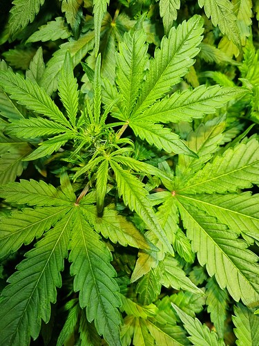 Growreport Bild 15