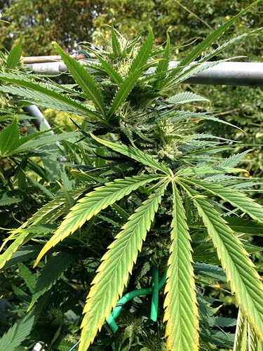 Growreport Bild 12