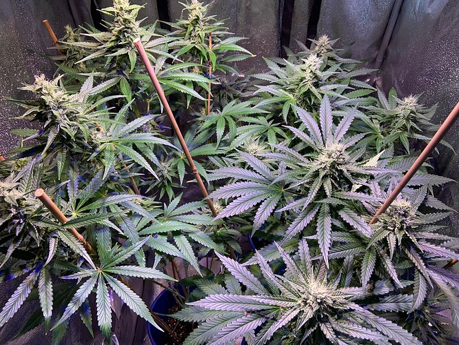 Growreport Bild 3