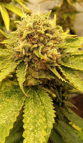 Growreport Bild 37