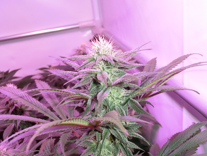 Growreport Bild 5