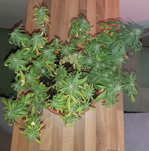 Growreport Bild 5