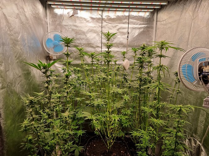 Growreport Bild 7