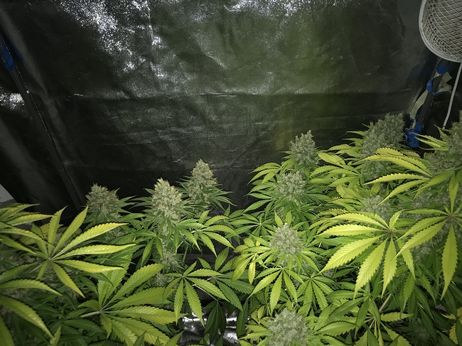 Growreport Bild 20