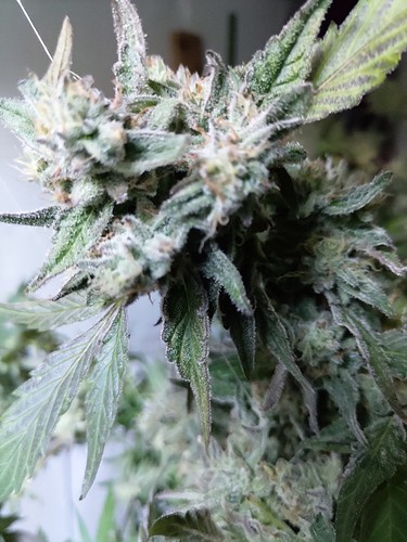 Growreport Bild 1