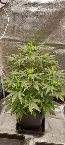 Growreport Bild 6