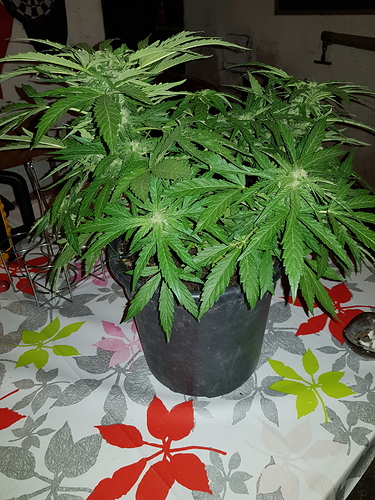 Growreport Bild 1