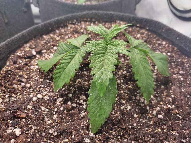 Growreport Bild 25