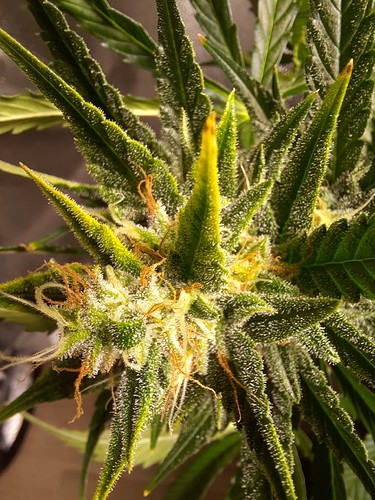 Growreport Bild 3