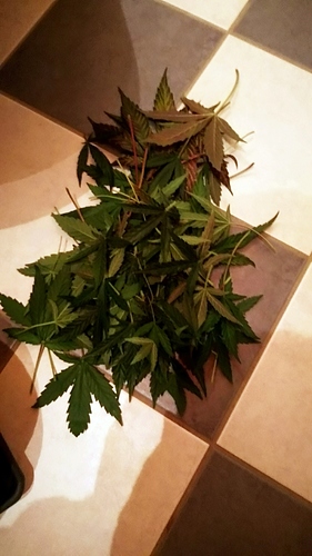 Growreport Bild 22