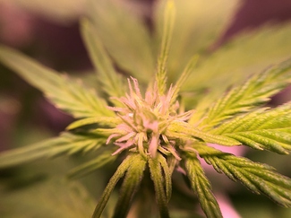 Growreport Bild 19