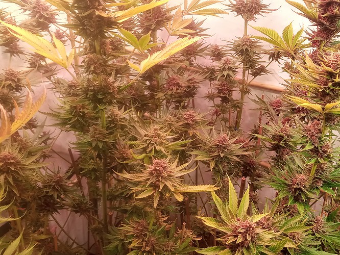 Growreport Bild 48