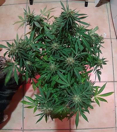 Growreport Bild 8