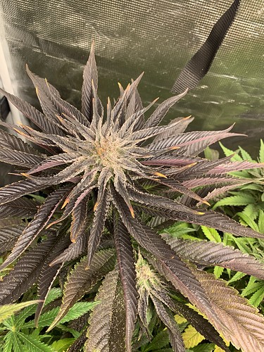 Growreport Bild 4