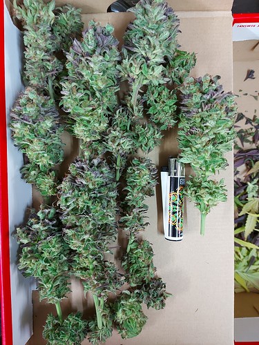 Growreport Bild 19