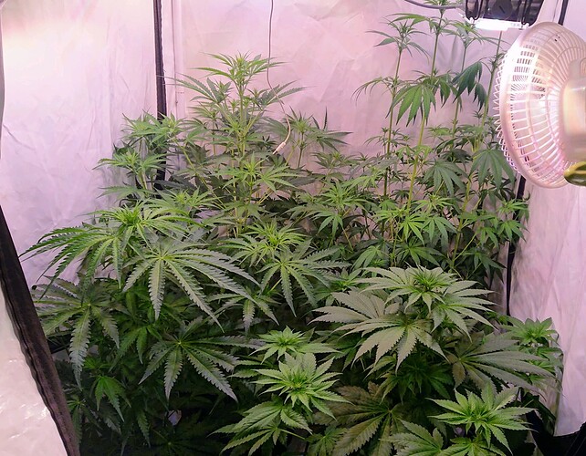 Growreport Bild 1