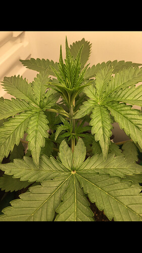 Growreport Bild 2