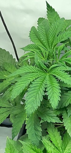 Growreport Bild 7