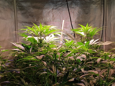 Growreport Bild 5