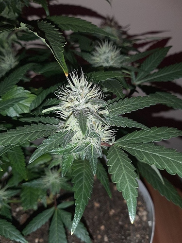Growreport Bild 9