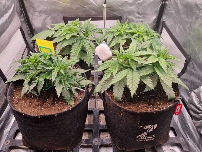 Growreport Bild 41
