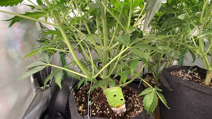 IMG_20240128_023721 - Kopie