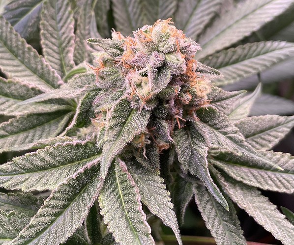 Growreport Bild 5