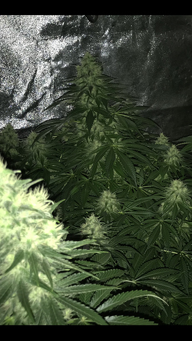 Growreport Bild 11