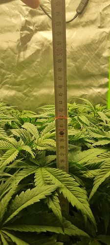Growreport Bild 2