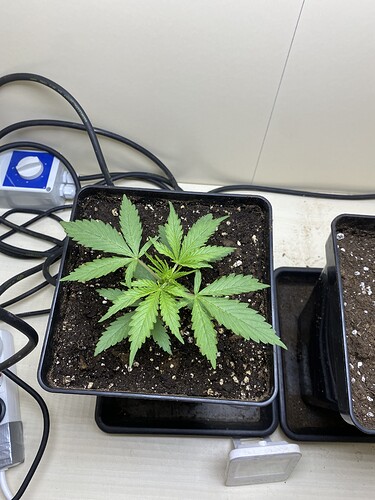 Growreport Bild 3