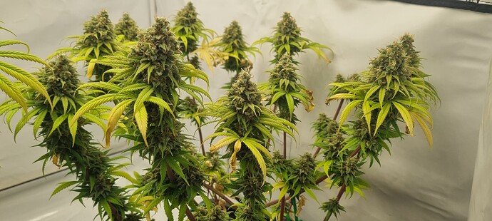 Growreport Bild 6