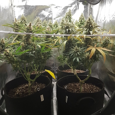 Growreport Bild 2