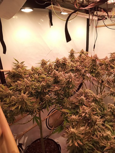 Growreport Bild 32