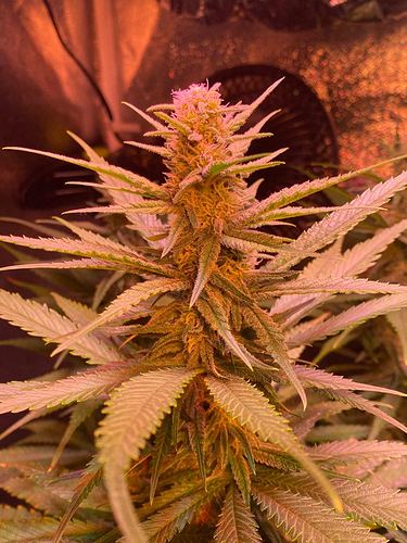 Growreport Bild 8