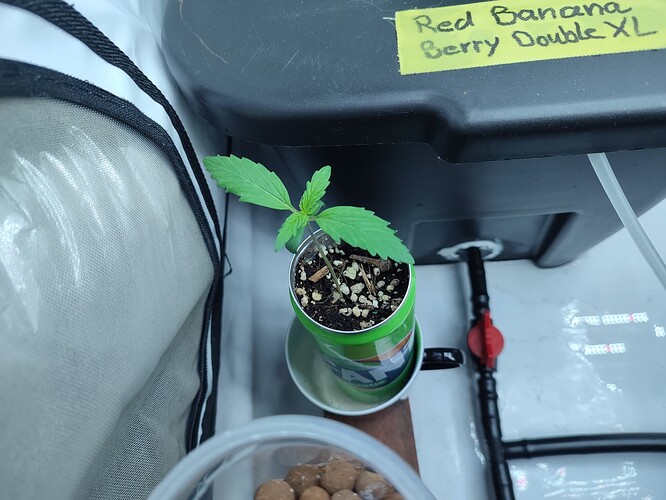 Growreport Bild 33
