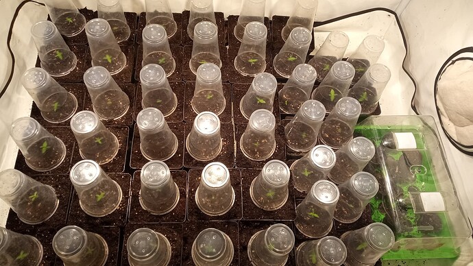 Growreport Bild 59