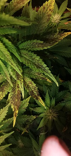 Growreport Bild 42